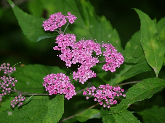 {Spiraea japonica}